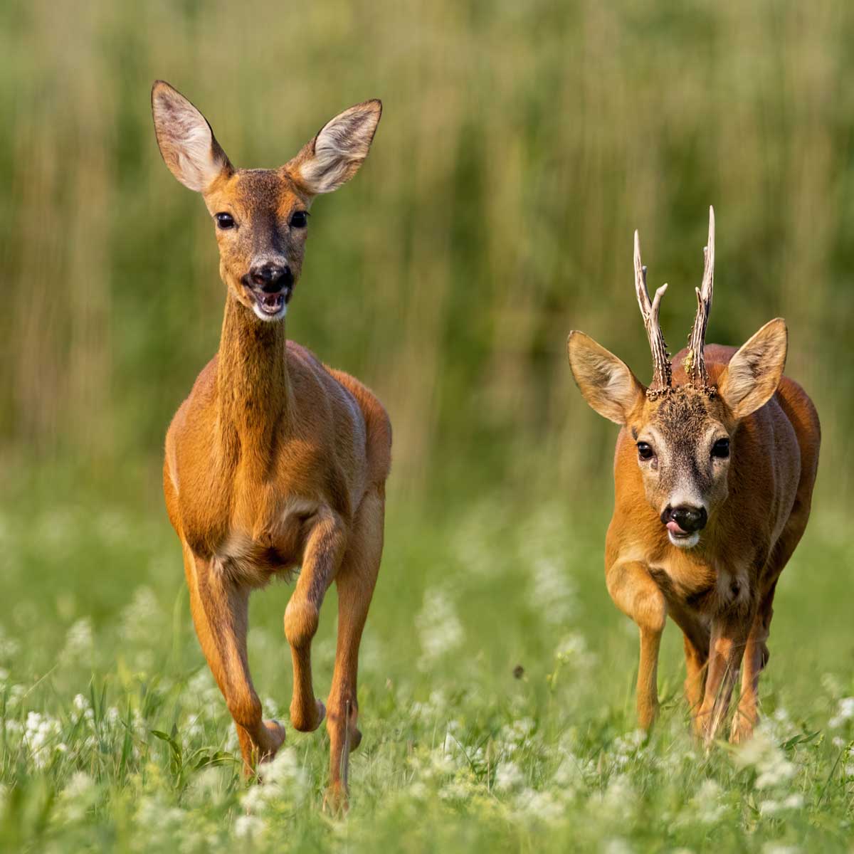 Jagten går ind