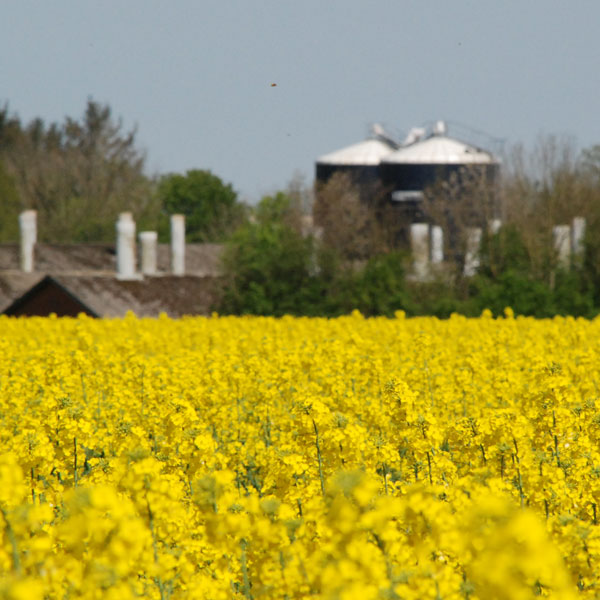 Rådgivning til landbruget