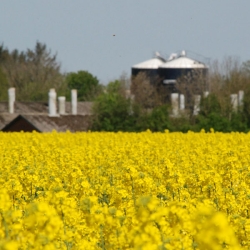 Rådgivning til landbruget